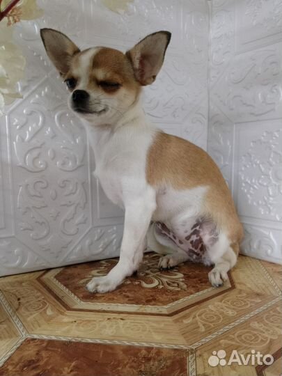 Чиходевочка