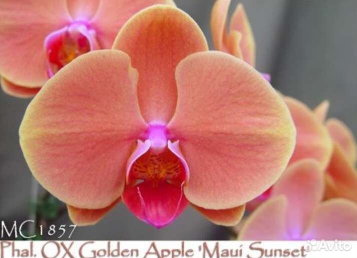 Орхидея фаленопсис Golden Apple