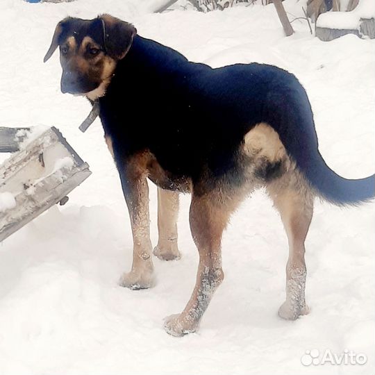 Собачка в добрые руки