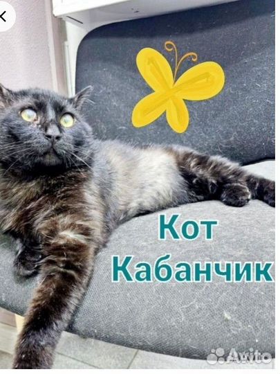 Кот