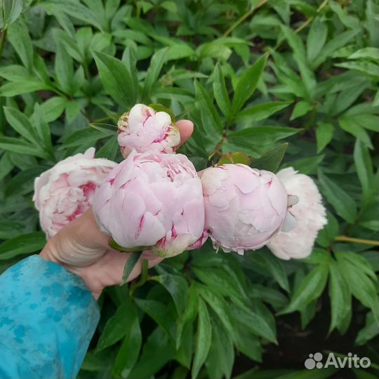 Пион Сара Бернар