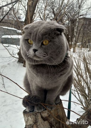 Шотландская