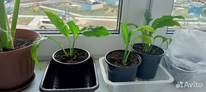 Женское счастье