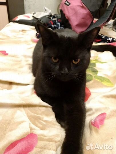 Кот в добрые руки