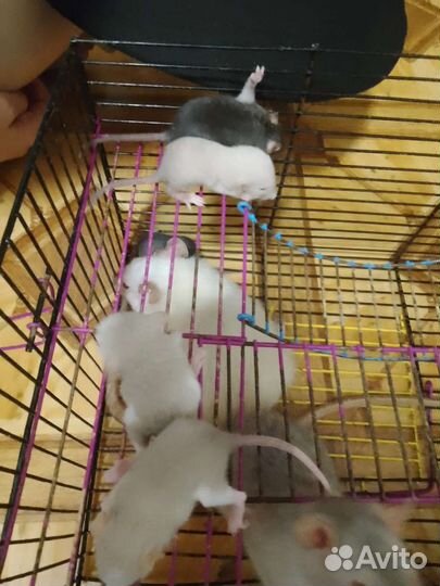 Крыса альбинос