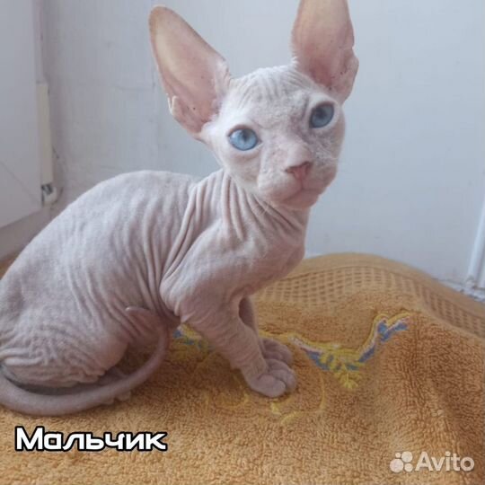 Котята донской сфинкс