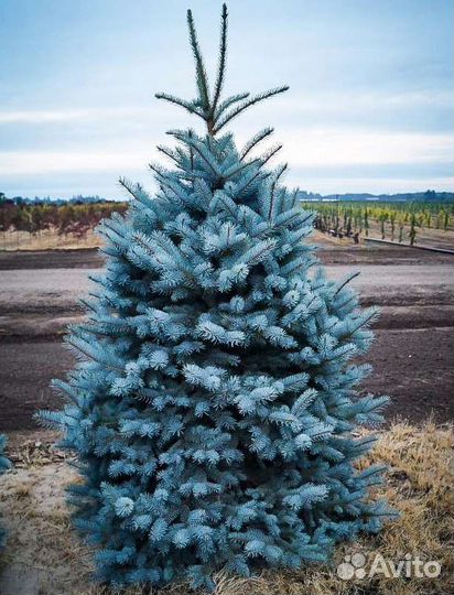Ель голубая Super Blue Seedling