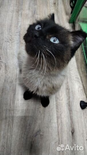 В добрые руки