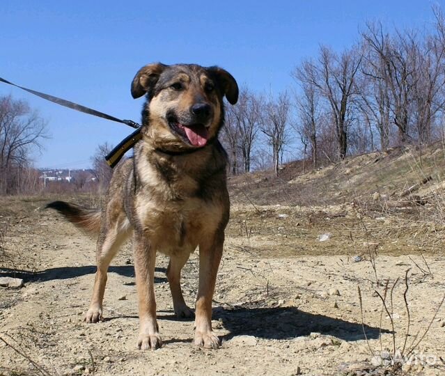 Собака Тося