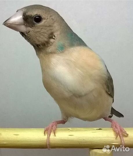 Амадина Гульда