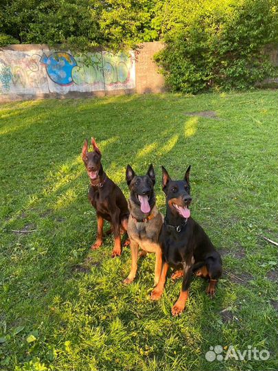 Кинолог, зоопсихолог*