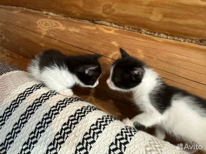 Котята в добрые руки мальчики