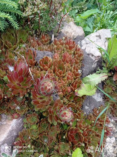 Садовые растения