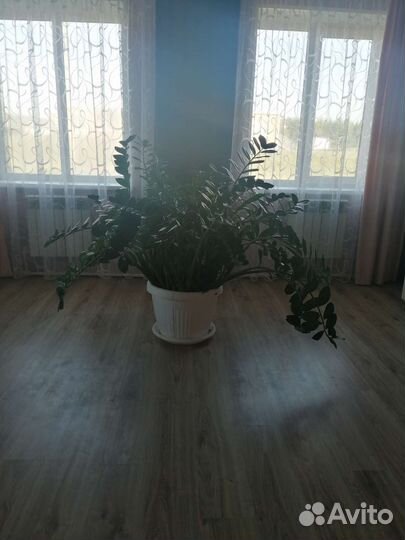 Замиокулькас