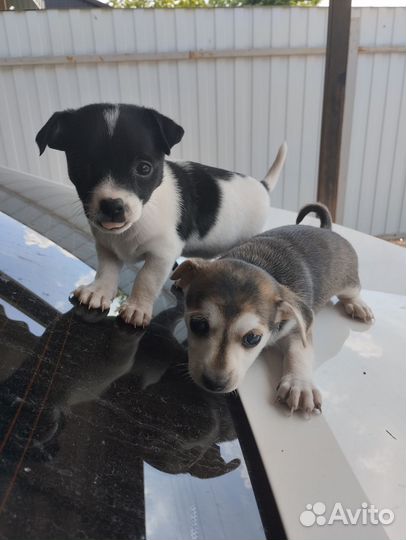 Щенки русский той-терьер в добрые руки