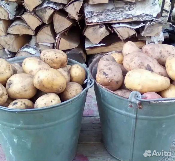 Картофель