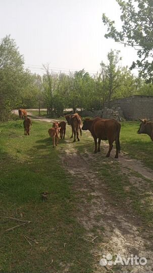 Продаётся коровы телята