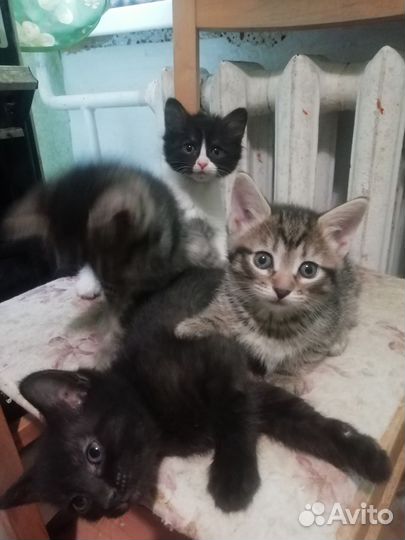 Котята в дар бесплатно