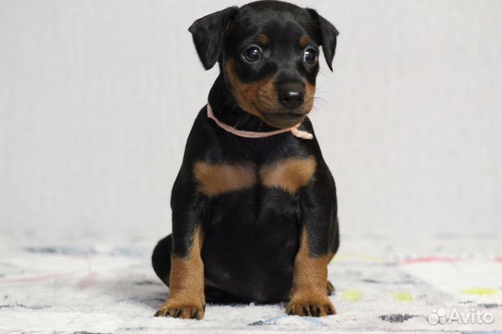 Цвергпинчер