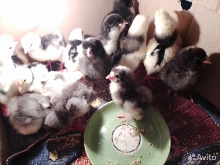 Цыплята суточные под заказ