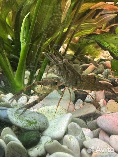 Креветка кольцерукая