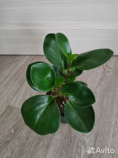 Хамедорея Пеперомия Замиокулькас Кротон Фикус и др