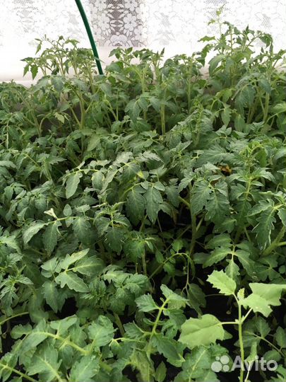 Рассада огурцы, томаты, капуста, перцы, баклажаны