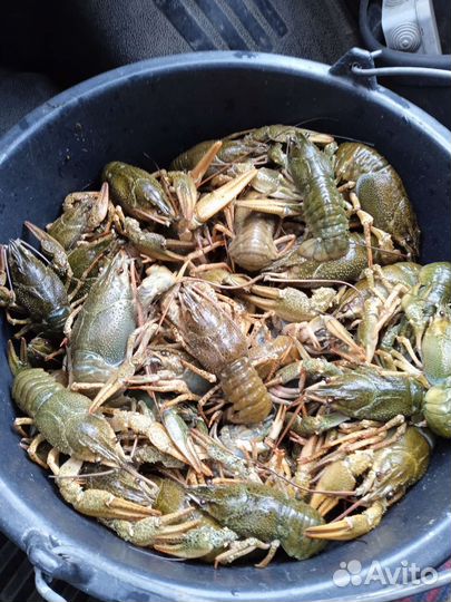 Донской рак