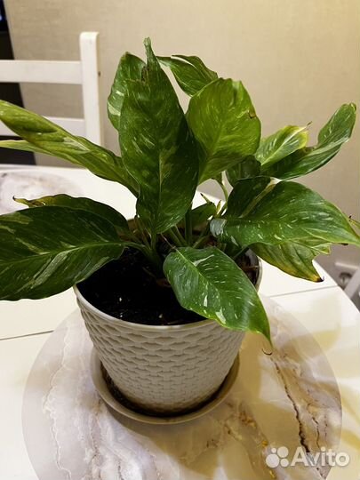 Мужское и женское счастье