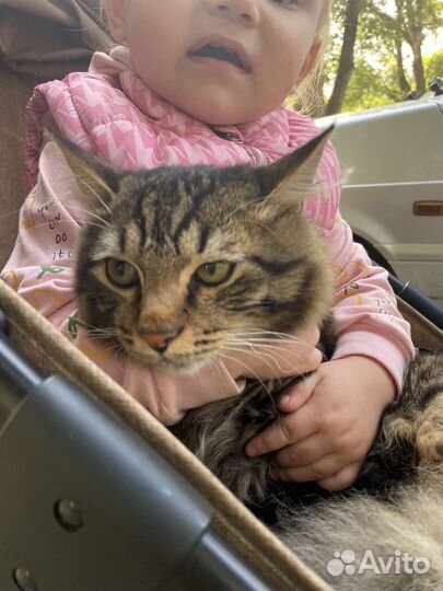 Кот в добрые руки