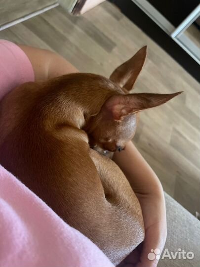 Вязка той-терьер