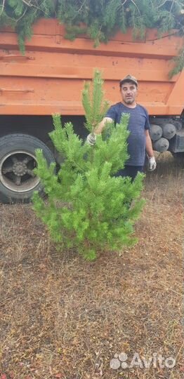 Сосна новогодняя оптом