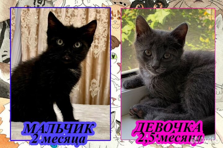 Милашки-котята в добрые руки :)