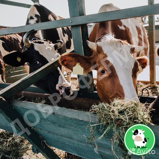 Масло сливочное