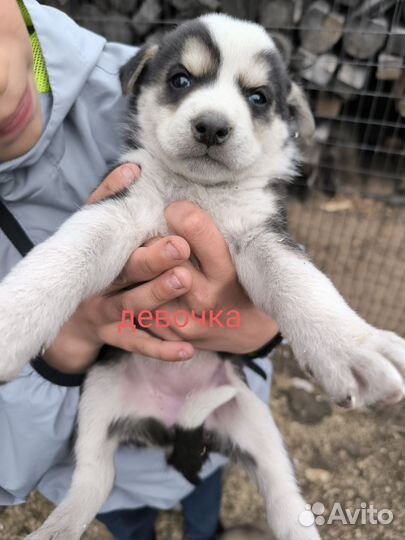 Щенки хаски бесплатно