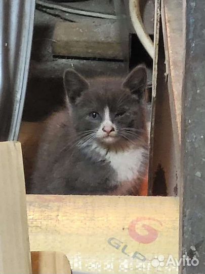Котята ищут дом