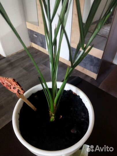 Финиковая пальма