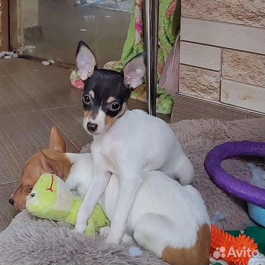 Маленькая собачка