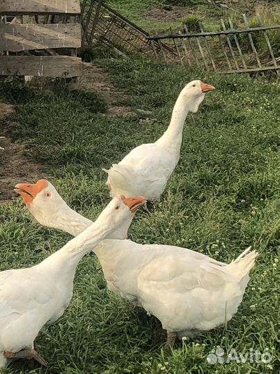 Холмогорские гуси