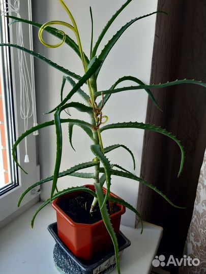 Комнатные цветы алоэ