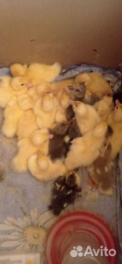 Утиные яйца