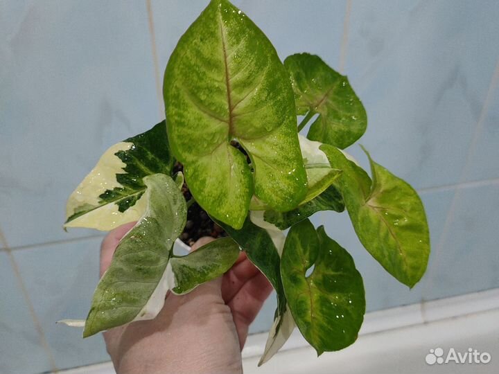 Филодендрон