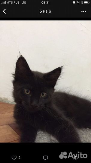 Котята мейн-кун черный