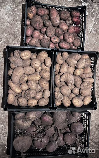 Картофель на еду и посадку, свекла