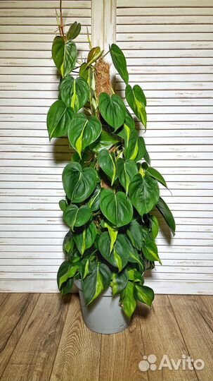 Филодендрон Бразил