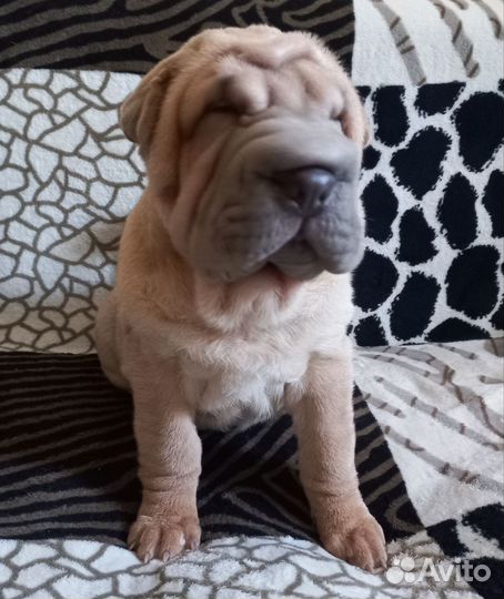 Очаровательная девочка шарпей