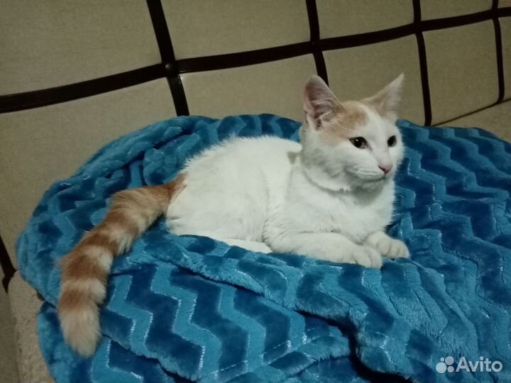 Котёнок мальчик