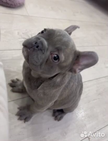 Французский бульдог, щенок