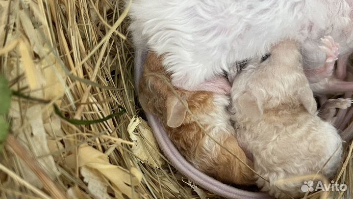 Декоративные мышки тексель кудрявые