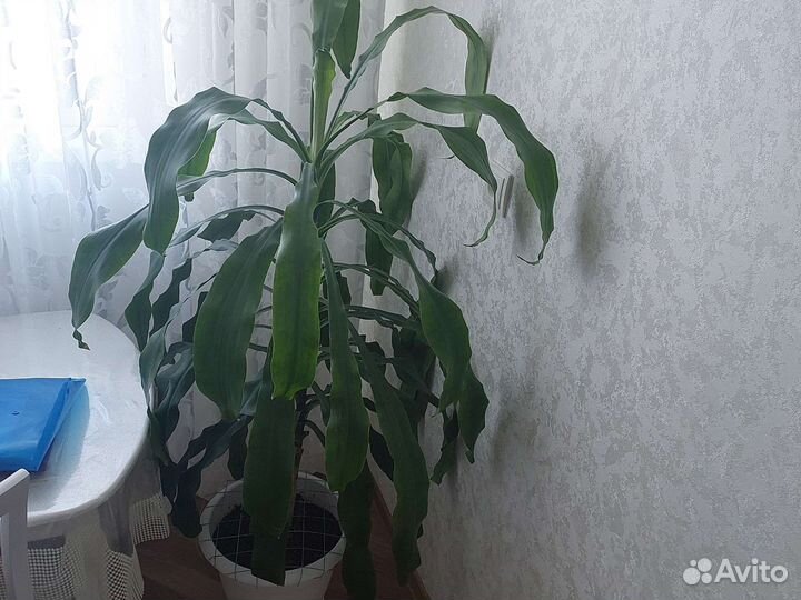 Пальма драцена